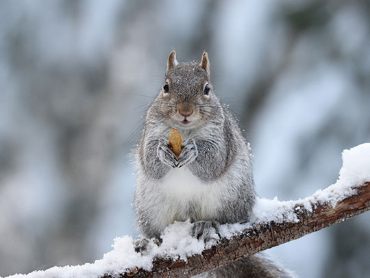 Winter Wildlife Concerns: Preparing Your Property for Hibernation Season