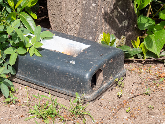 10 Effective Ways To Rodent-Proof Your Home And Yard