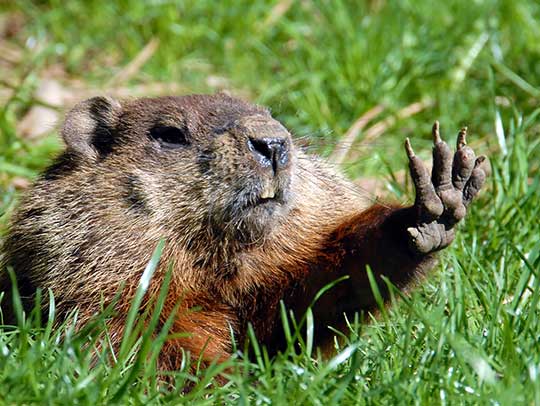 Groundhog Removal in Gibsonia, PA