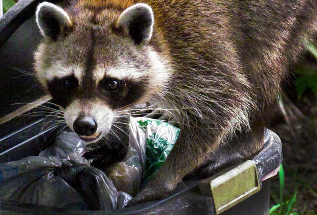 Raccoon Removal in Bethel Park 1 Raccoon Removal in Bethel Park