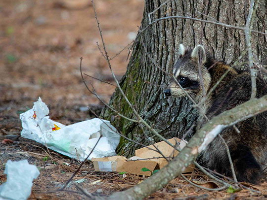 Raccoon Removal in Murrysville, PA 1 Raccoon Removal in Murrysville, PA