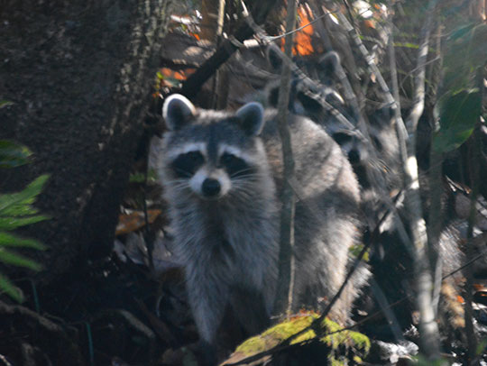 Raccoon Removal in Monroeville, PA 1 Raccoon Removal in Monroeville