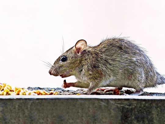 Rat Removal in Monroeville
