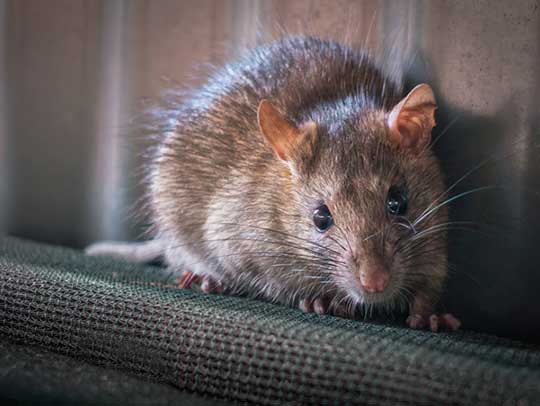 Rat Removal in Murrysville 1 Rat Removal in Murrysville