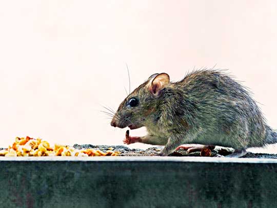 Rat Removal in Oakmont 1 Rat Removal in Oakmont