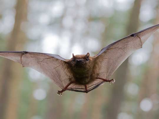 Bat Removal in Plum 1 Bat Removal in Plum