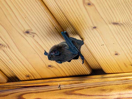 Bat Removal in Monroeville 1 Bat Removal in Monroeville