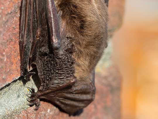 Bat Removal in Murrysville 1 Bat Removal in Murrysville