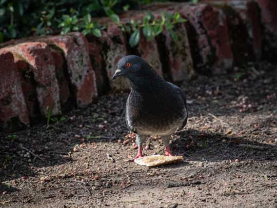Bird Removal in Bethel Park