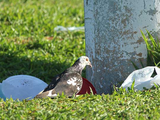 Bird Removal in Monroeville 1 Bird Removal in Monroeville
