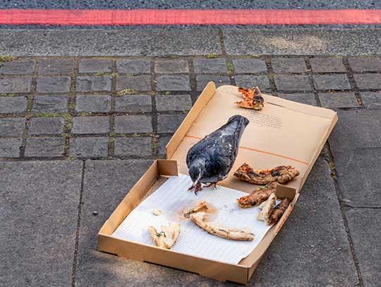 Bird Removal in Murrysville 1 Bird Removal in Murrysville