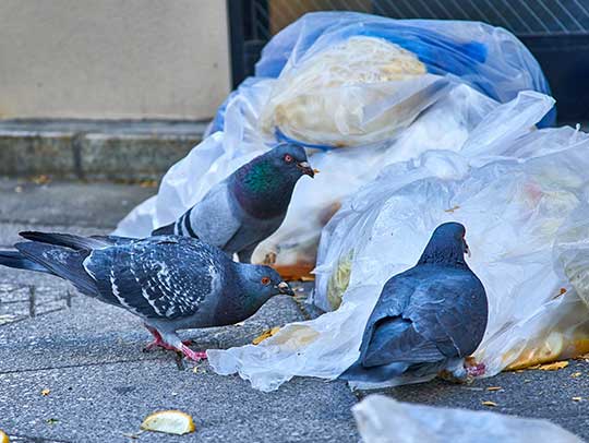 Bird Removal in Plum 1 Bird Removal in Plum