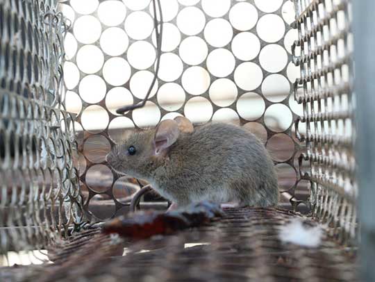 Mice Removal in Monroeville