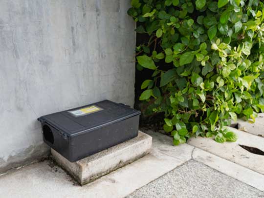 Mice Removal in Murrysville