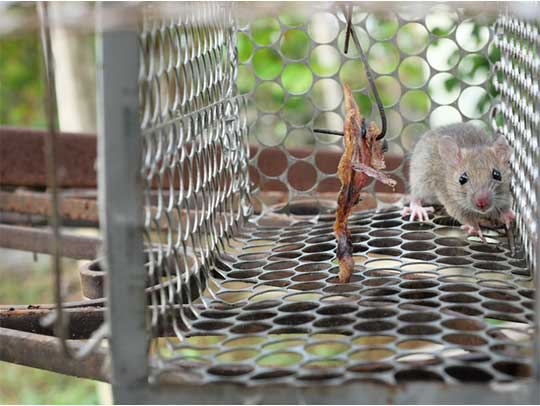 Mice Removal in Oakmont