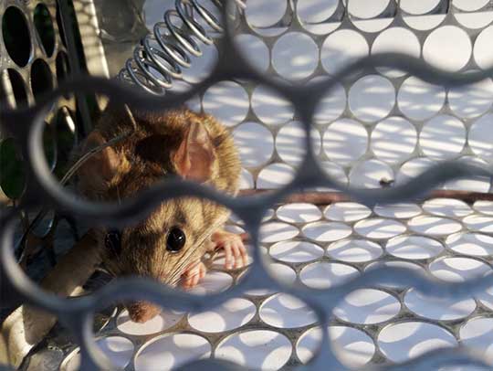 Mice Removal in Plum 1 Mice Removal in Plum