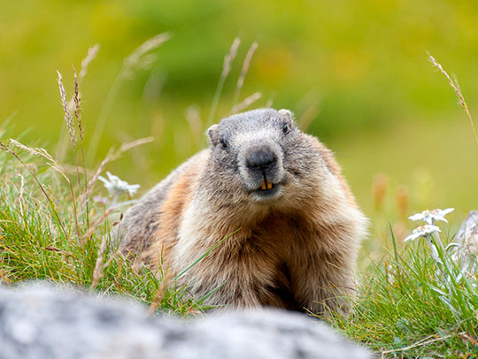 Natural Solutions for Gardeners to Prevent Groundhogs in Your Garden