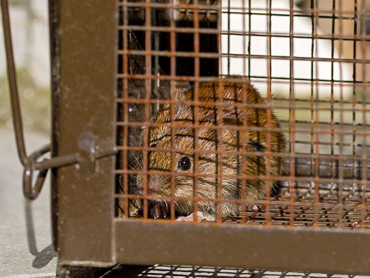 Rodent Removal in Allison Park, PA