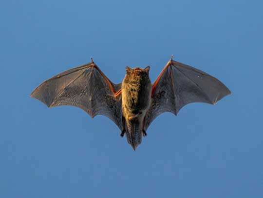 Bat Removal in Mt. Lebanon