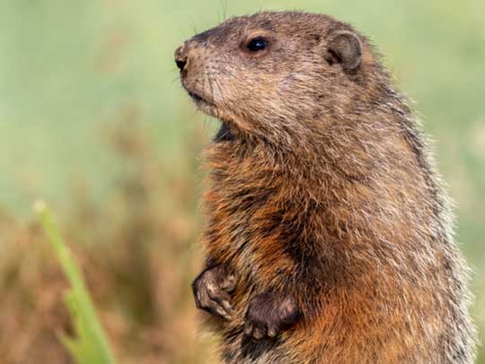 Groundhog Removal in Fox Chapel, PA
