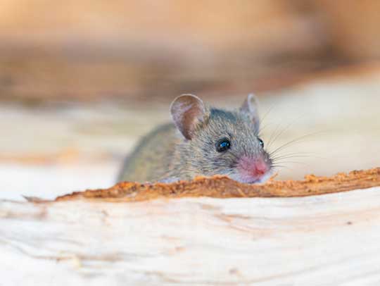 Rodent Removal in Fox Chapel, PA