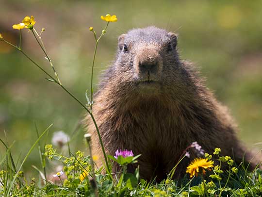 Groundhog Removal in Mt. Lebanon 1 Groundhog Removal in Mt. Lebanon