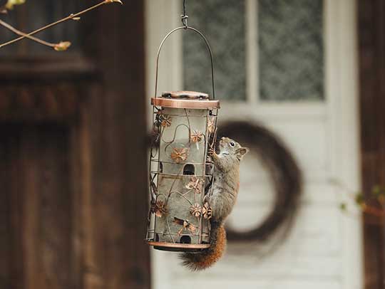 Rodent Removal in Mt. Lebanon 1 Rodent Removal in Mt. Lebanon
