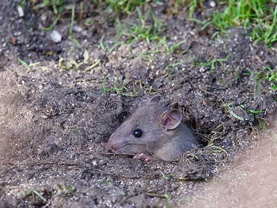 Rodent Removal in Upper St. Clair
