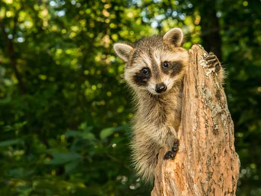 DIY Methods to Investigate and Address Wildlife Noises in Your Walls