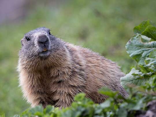 Groundhog Removal in Churchill