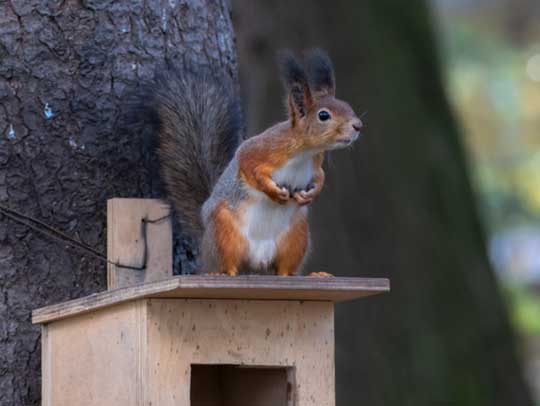 Rodent Removal in Churchill