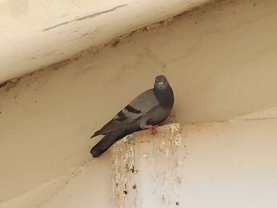 Factors to Consider for a Professional Bird Removal Service