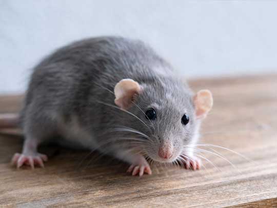 What to Do When Faced With an Emergency Rat Removal Situation