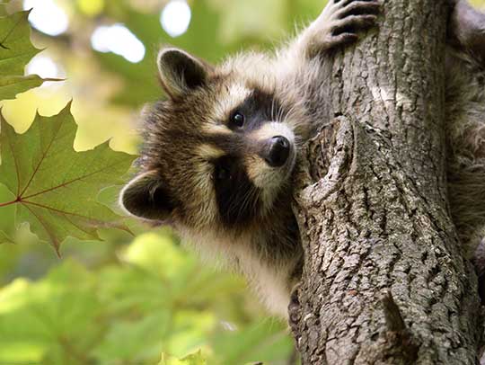 Creating a Wildlife-Proof Garden: Tips for Keeping Nuisance Wildlife Away