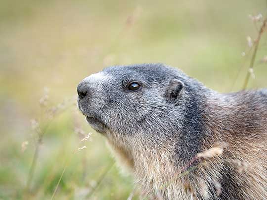 5 Essential Steps to Prevent Groundhog Infestations 2 5 Essential Steps to Prevent Groundhog Infestations