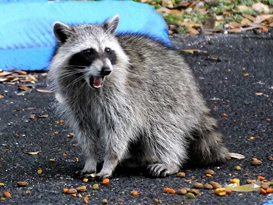 5 Essential Steps to Prevent Raccoon Infestations