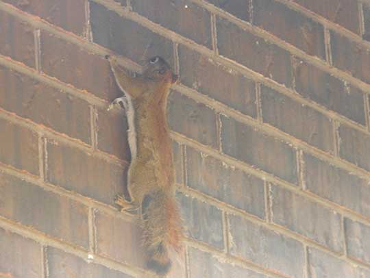 Professional Wildlife Inspection: What to Expect When You Hear Noises in Your Walls 1 What to Expect When You Hear Noises in Your Walls