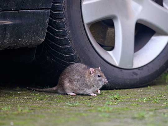 5 Essential Steps to Prevent Rat Infestations