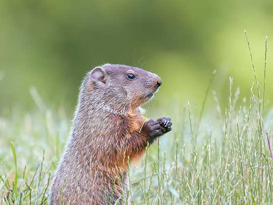 How Much Does Groundhog Removal Cost?