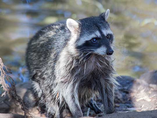 Natural Repellents for Deterring Raccoons