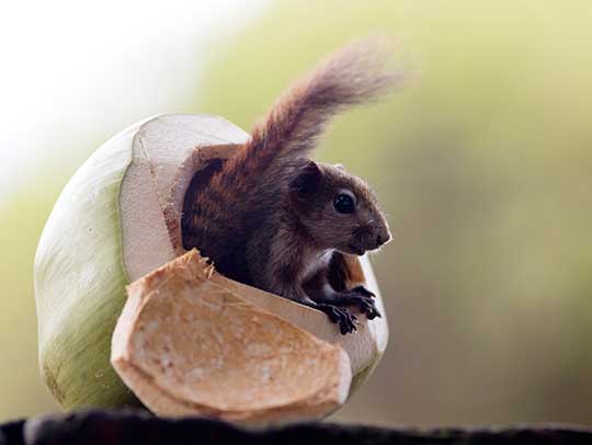 10 Effective Ways to Rodent-Proof Your Home and Yard