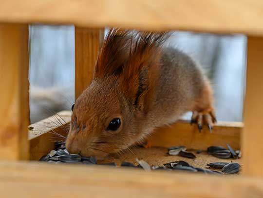 5 Essential Steps to Prevent Squirrel Infestations