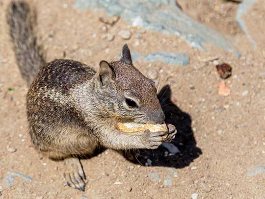 Fencing Solutions for Wildlife Control: Keeping Wildlife Out