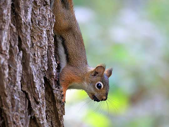 How to Recognize Signs of Rodent Infestations on Your Property