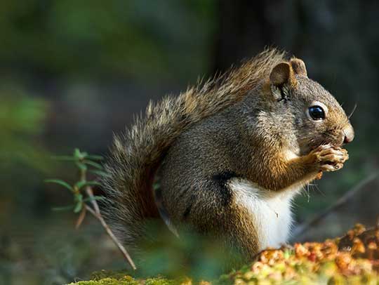 Tips and Tricks for Keeping Your Property Safe from Squirrels