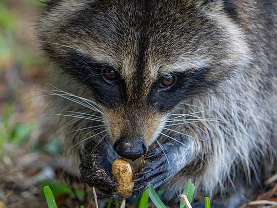 Wildlife Removal in Aspinwall, PA