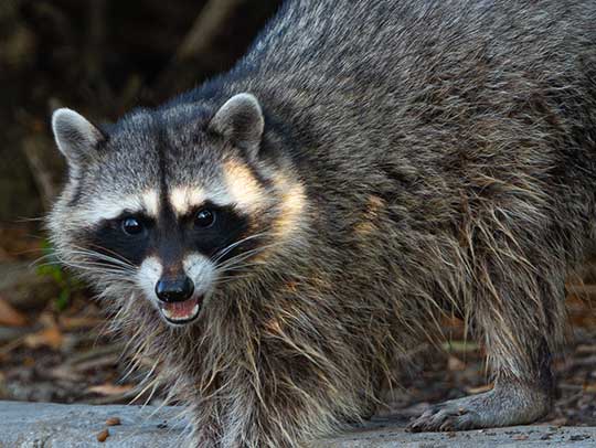 Wildlife Removal in Baldwin, PA