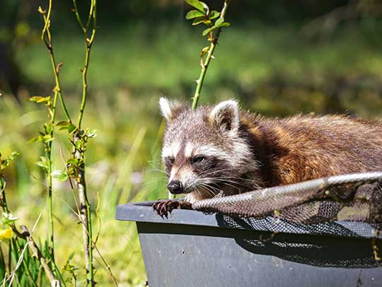 Wildlife Removal in Beechview, PA
